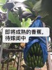 合作产品/ 生态香蕉 （ 青香蕉发货，收货后需要物理催熟） 商品缩略图5