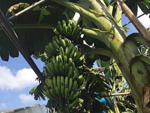 合作产品/ 生态香蕉 （ 青香蕉发货，收货后需要物理催熟） 商品图2