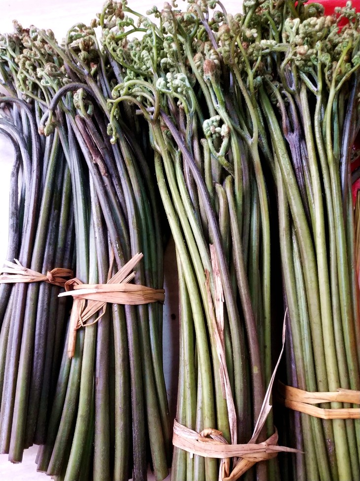 【扶贫助农】桂林资源新鲜野生蕨菜优惠促销2斤26.