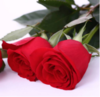 红玫瑰10枝一扎 商品缩略图0