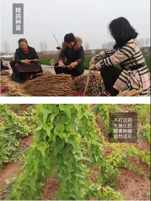 【助农】酵素种植的怀山药 ，山药片，山药粉，山药面皮，东沁阳酵素种植 商品图11