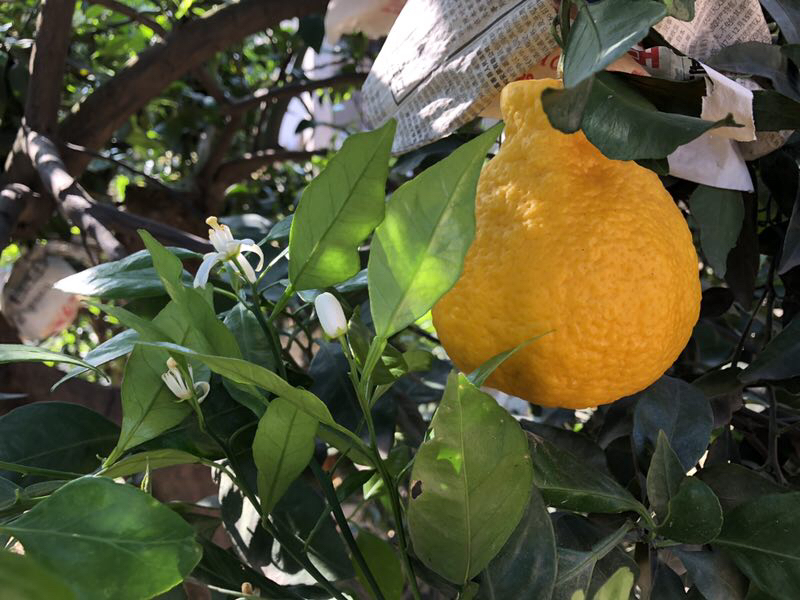 全国包邮不发货区域见链接详情四川浦江柠檬不知火5斤装812颗左右口感