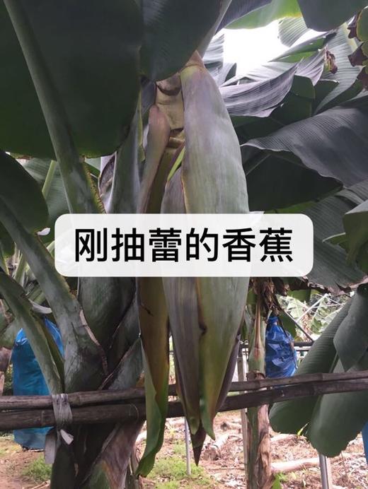 合作产品/ 生态香蕉 （ 青香蕉发货，收货后需要物理催熟） 商品图4