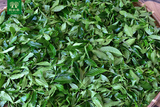 彩农茶｜易武国风2019春古树纯料青饼 商品图7