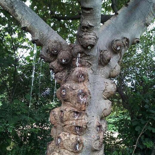 雪燕拉丝雪燕泡发后晶莹剔透与燕窝较像牛奶雪燕龙须雪燕鲜奶炖雪燕