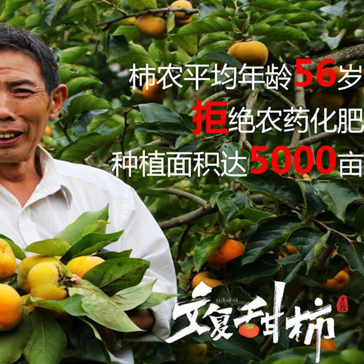 【文复甜柿】可以直接吃的柿子 单果3两以上 商品图8