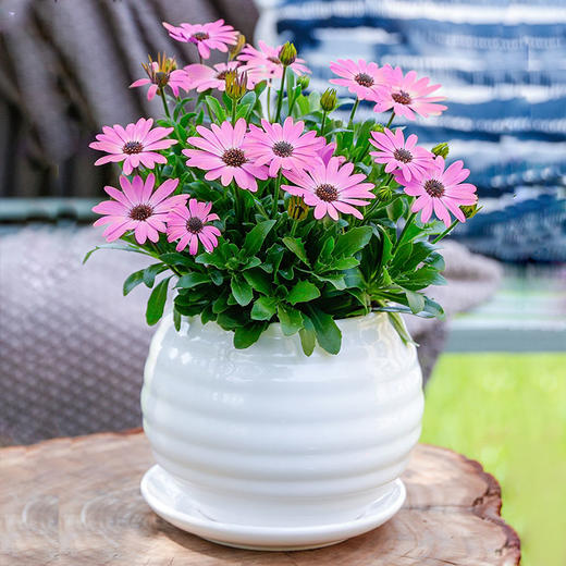 百万小玲牵牛花万寿菊盆栽舞春花带花苞庭院花卉植物室外阳台花期长大