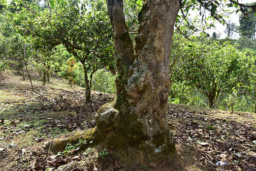 彩农茶｜老班章2019春头采古树纯料青饼 商品图6