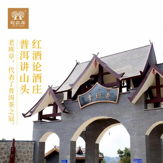彩农茶｜老班章2019春头采古树纯料青饼 商品图3