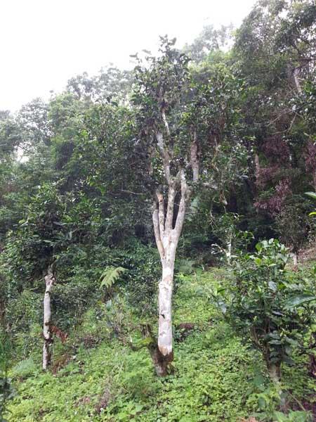 彩农茶｜2019春·老布朗青饼 商品图10