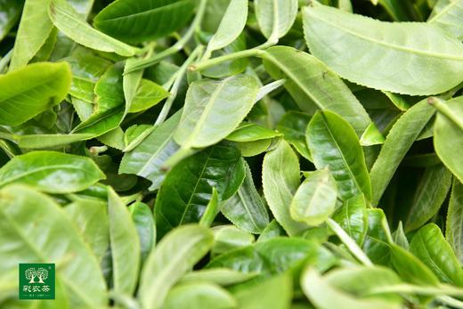 彩农茶｜2019头春易武【月光白】 商品图11