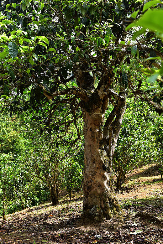 彩农茶｜老班章2019春头采古树纯料青饼 商品图4