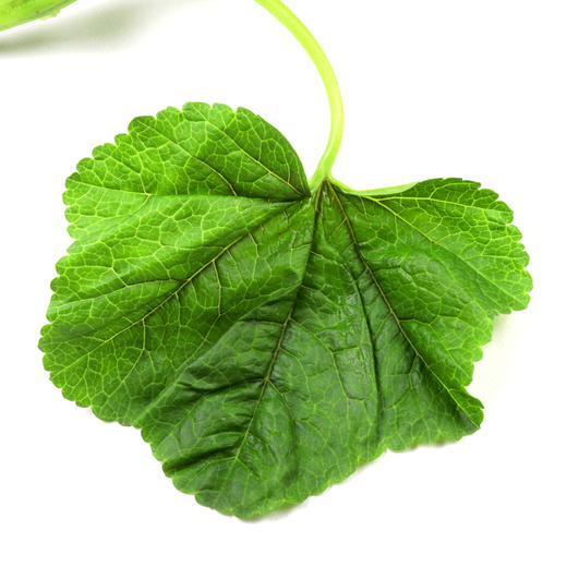 朴愿有机农场 有机冬苋菜 冬寒菜 肥美嫩滑的口感 400克 商品图5