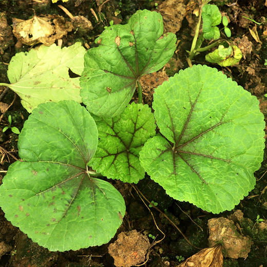 朴愿有机农场 有机冬苋菜 冬寒菜 肥美嫩滑的口感 400克 商品图6