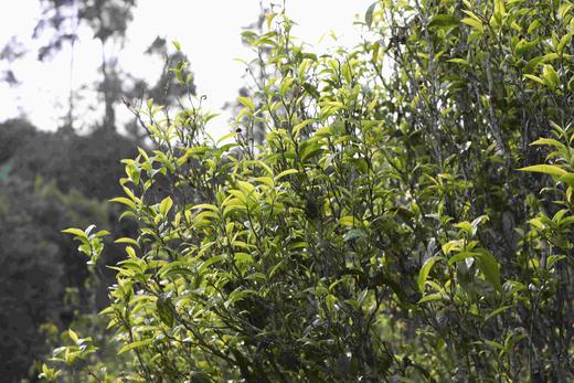 彩农茶｜2019头春易武【月光白】 商品图9