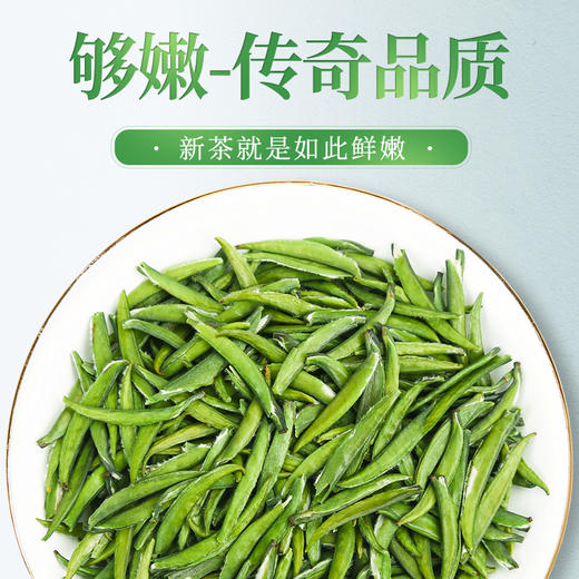 传奇会罐装雀舌 I 四川正宗嫩芽雀舌茶 绿茶明前春茶高山嫩芽茶罐装100g 商品图1