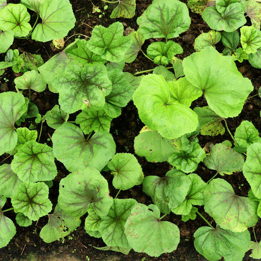 朴愿有机农场 有机冬苋菜 冬寒菜 肥美嫩滑的口感 400克 商品图7