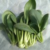油菜 商品缩略图1