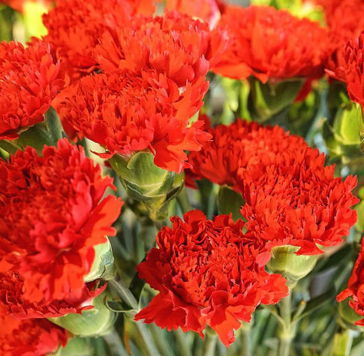 【沪花优选】预售母亲节优质a级红色康乃馨20扎400枝顺丰包邮