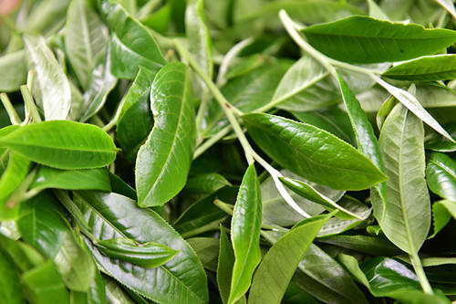 彩农茶｜老班章2019春头采古树纯料青饼 商品图7