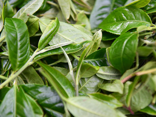 彩农茶｜易武2019春纯料石磨青饼 商品图11