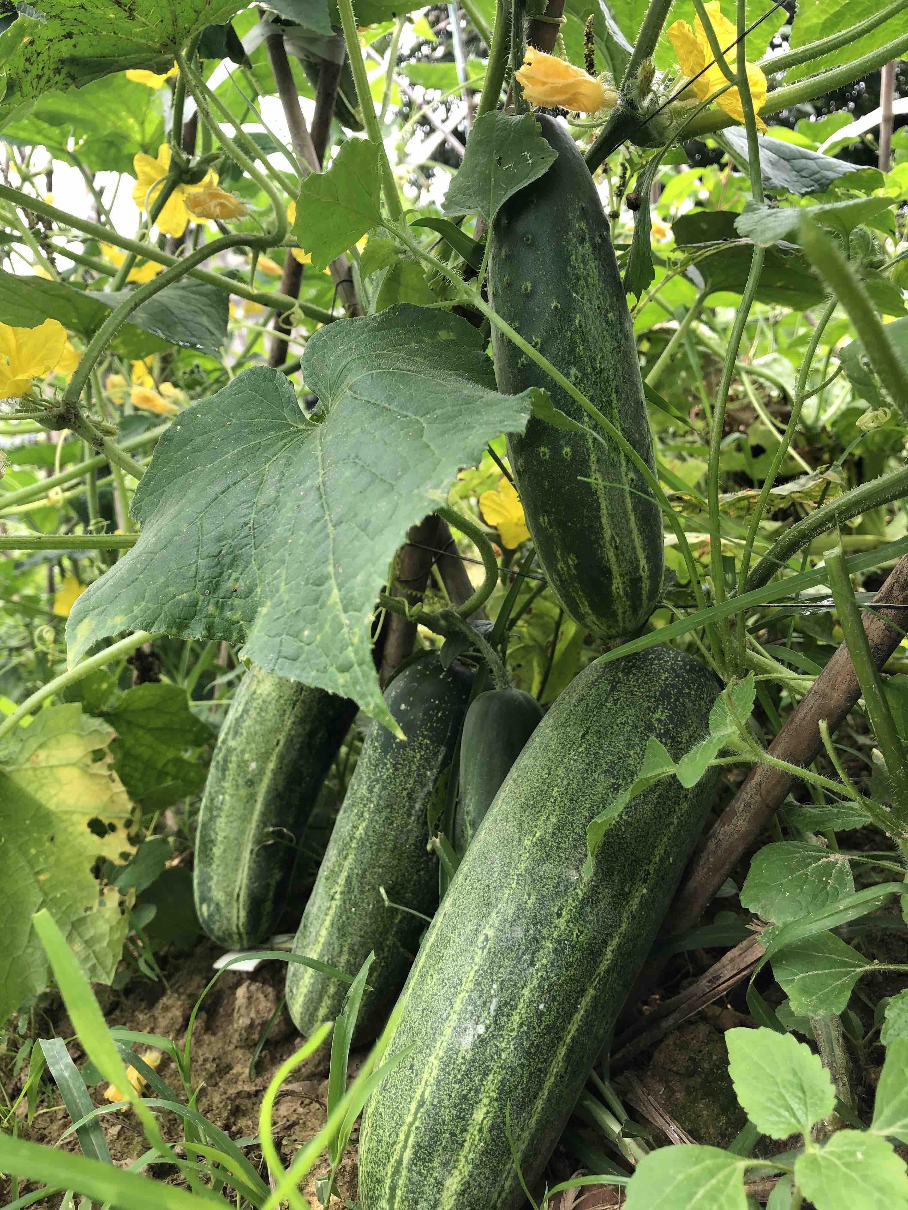 原生态黄瓜1条约1斤 - 土潮农原生态有机农产品