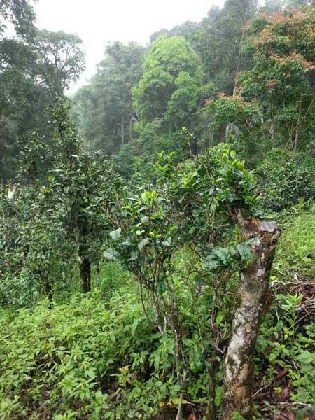 彩农茶｜2019春·老布朗青饼 商品图8