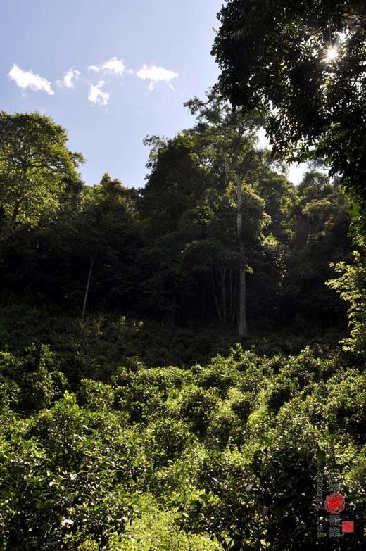 彩农茶｜2019春·老布朗青饼 商品图11