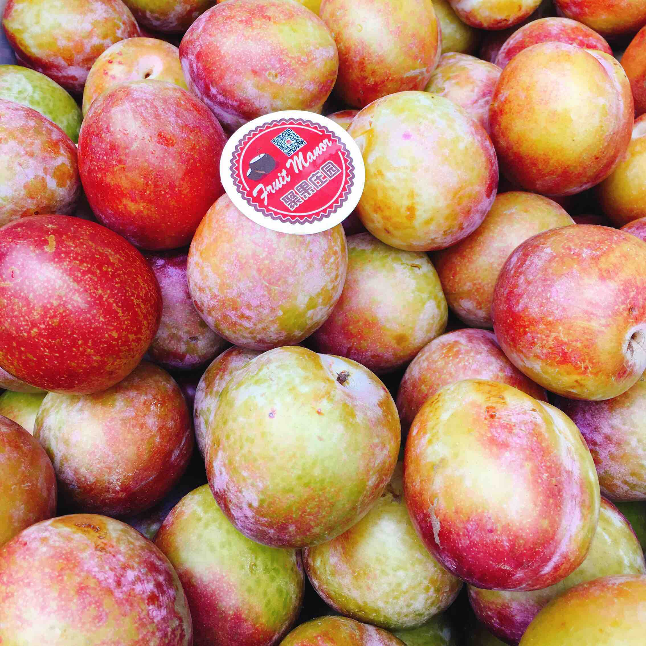 澳洲太阳李来自阳光的亲吻澳洲太阳李甜蜜上市