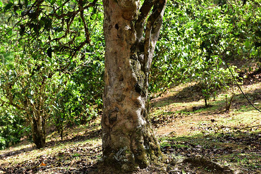 彩农茶｜老班章2019春头采古树纯料青饼 商品图5