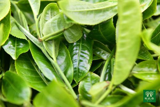 彩农茶｜2019头春易武【月光白】 商品图13
