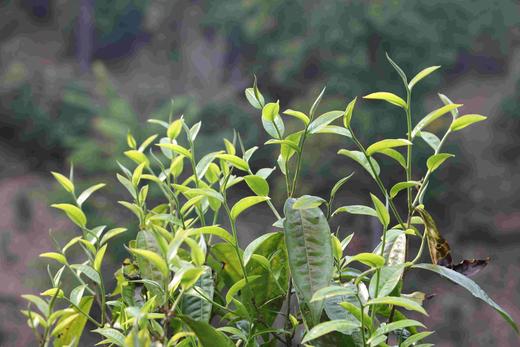 彩农茶｜2019头春易武【月光白】 商品图10