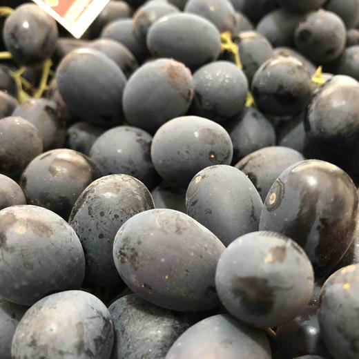 推荐澳洲蓝宝石无籽黑提果子新鲜硬度好果粉完全包裹脆甜可口黑皮里还