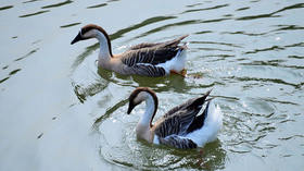 Wildfowl of the Wetlands