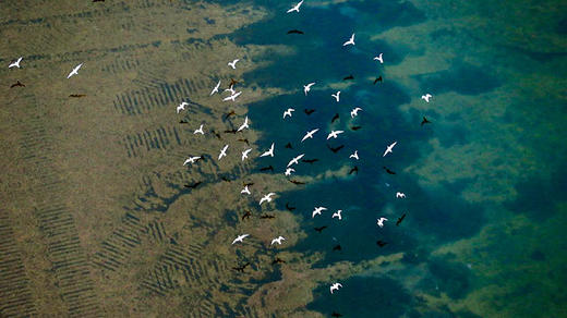 The Wild Wetlands of Shandong 商品图0