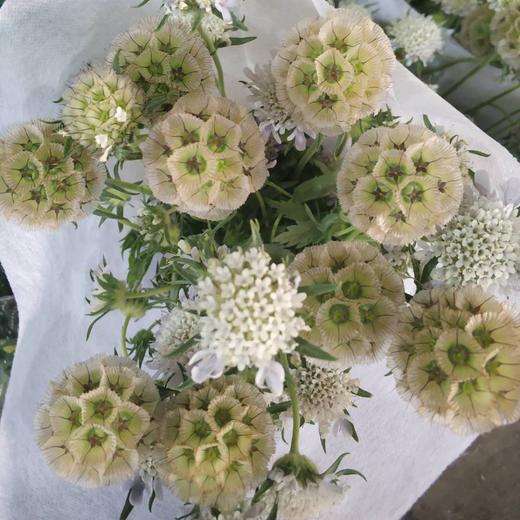 风车果 商品图0