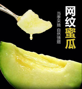 顺丰包邮，洛嘉果园生态网纹瓜，生态方式种植甜度佳，香气足【现采摘发货】基地直邮