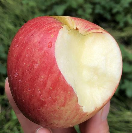 新西兰神仙苹果稀有品种红颜粉嫩鲜活脆嫩清新水分足10只