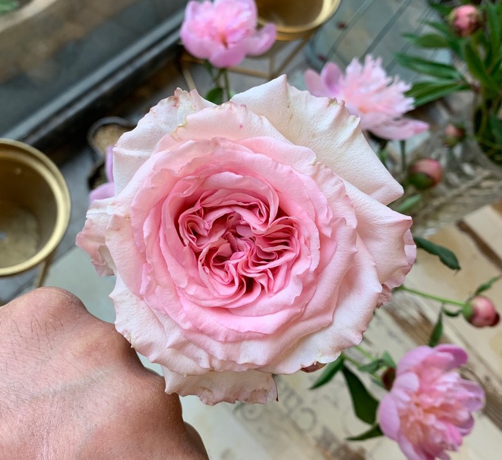 粉色荔枝玫瑰团购一份20支,一股荔枝味 享受会员价