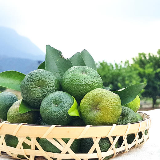 台湾进口香檬扁实柠檬汁