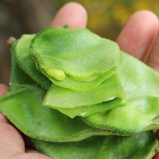 每日现摘密农人家猪耳朵豆角肉厚细腻400g