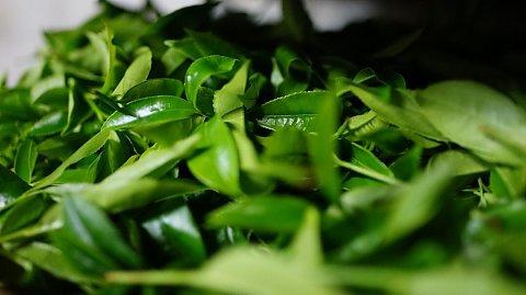 凤凰单丛品鉴系列  含凤凰/乌岽两个不同海拔产区款7款香型 商品图4