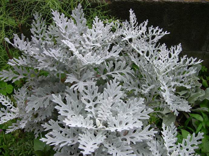 银色植物白绒银叶菊seneciocinerariadc