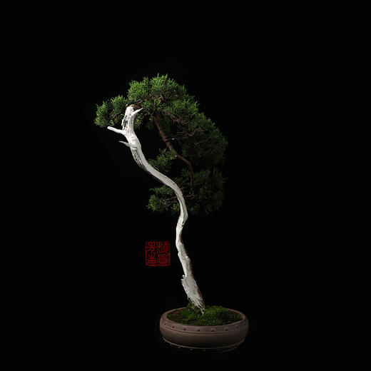 植觉孤品文人摆件趣味盆栽阳台庭院室内盆景日本系鱼川真柏