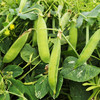 鲜豌豆粒     200g 商品缩略图6