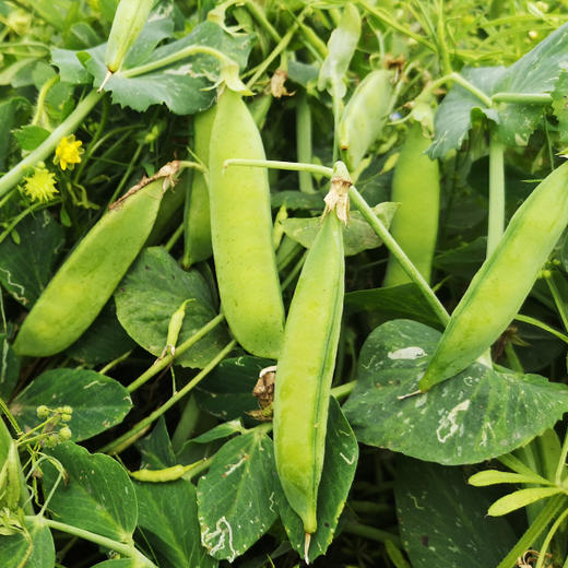 鲜豌豆粒     200g 商品图6