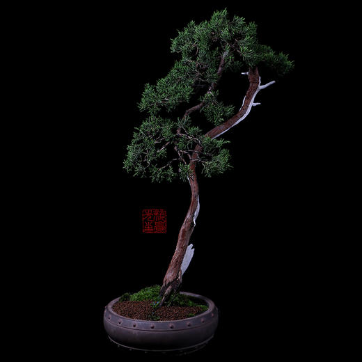 植觉 孤品 文人摆件趣味盆栽阳台庭院室内盆景日本系鱼川真柏 植觉家