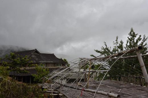 彩农茶｜2018秋·老布朗青饼 商品图4