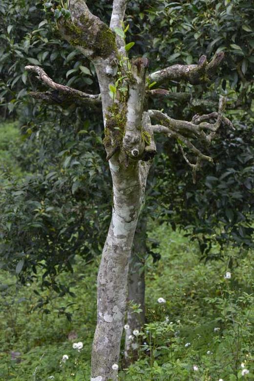 彩农茶｜2018秋·老布朗青饼 商品图6