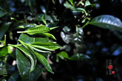 彩农茶｜2018秋·老布朗青饼 商品图7